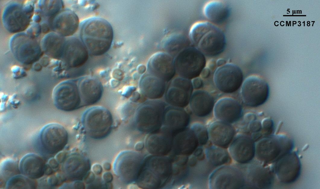 CCMP329 | NCMA at Bigelow Laboratory